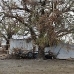 Hurricane Laura carried this trailer into a tree in Cameron. Norm Miller photo/Taken Sept. 13.