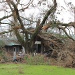 A tree was snapped in half by Laura in Lake Charles. John Marcase photo/Taken Sept. 5.
