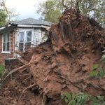 High winds blew over this tree in Alexandria. Maycee Lachney photo/Taken Sept. 30
