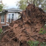 High winds blew over this tree in Alexandria. Maycee Lachney photo/Taken Sept. 30