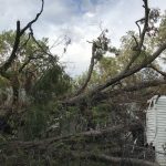 Hurricane Laura's high winds blew over this tree in Alexandria. Maycee Lachney photo/Taken Sept. 30
