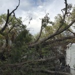 Hurricane Laura's high winds blew over this tree in Alexandria. Maycee Lachney photo/Taken Sept. 30