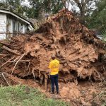 A Southern Baptist Disaster Relief worker looked at a large tree that fell on a property in Alexandria. Haleigh Lachney photo/Taken Sept. 30.