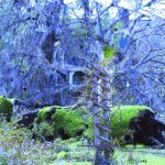 Debris covered this yard in southeast Louisiana. Baptist Message photo