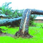 Ida's high winds bent over this tree. Baptist Message photo