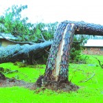 Ida's high winds bent over this tree. Baptist Message photo
