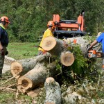 Texas Baptist Disaster Relief team members cut through a tree near St. Amant. Patrick Dennis photo