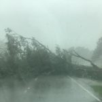 This was one of many trees that Francine's high winds blew over roadways and homes. LADOT photo
